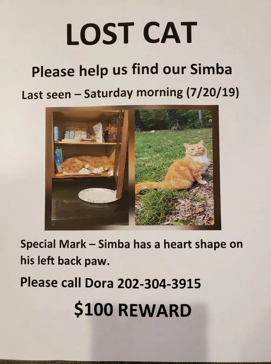 Lost cat in Stafford, VA, 22556