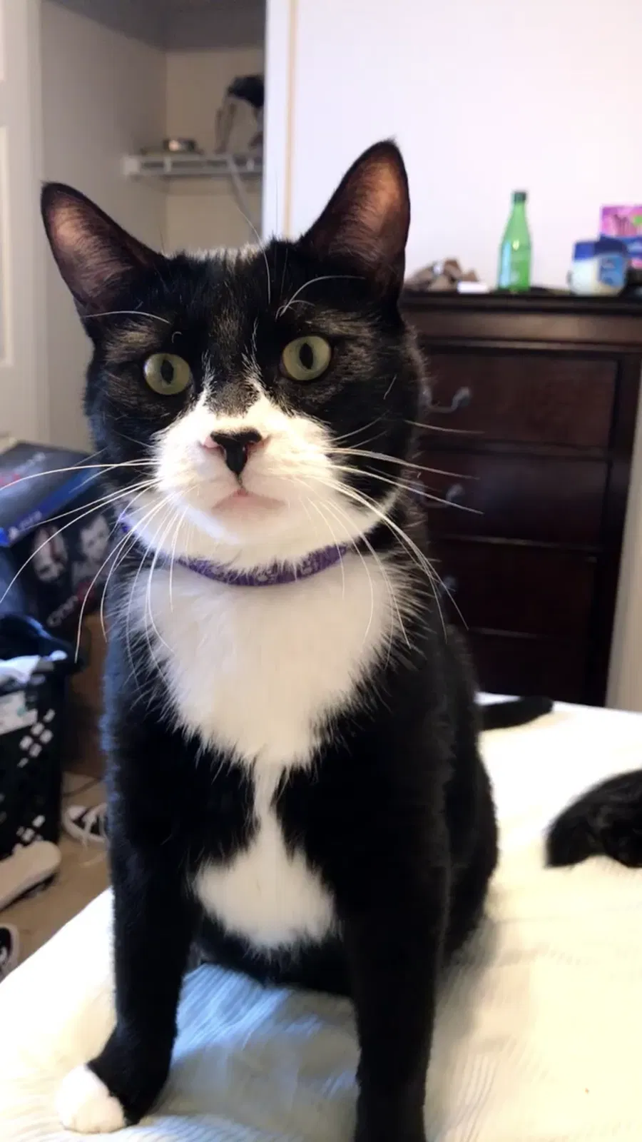 Lost cat in Anchorage, AK, 99517