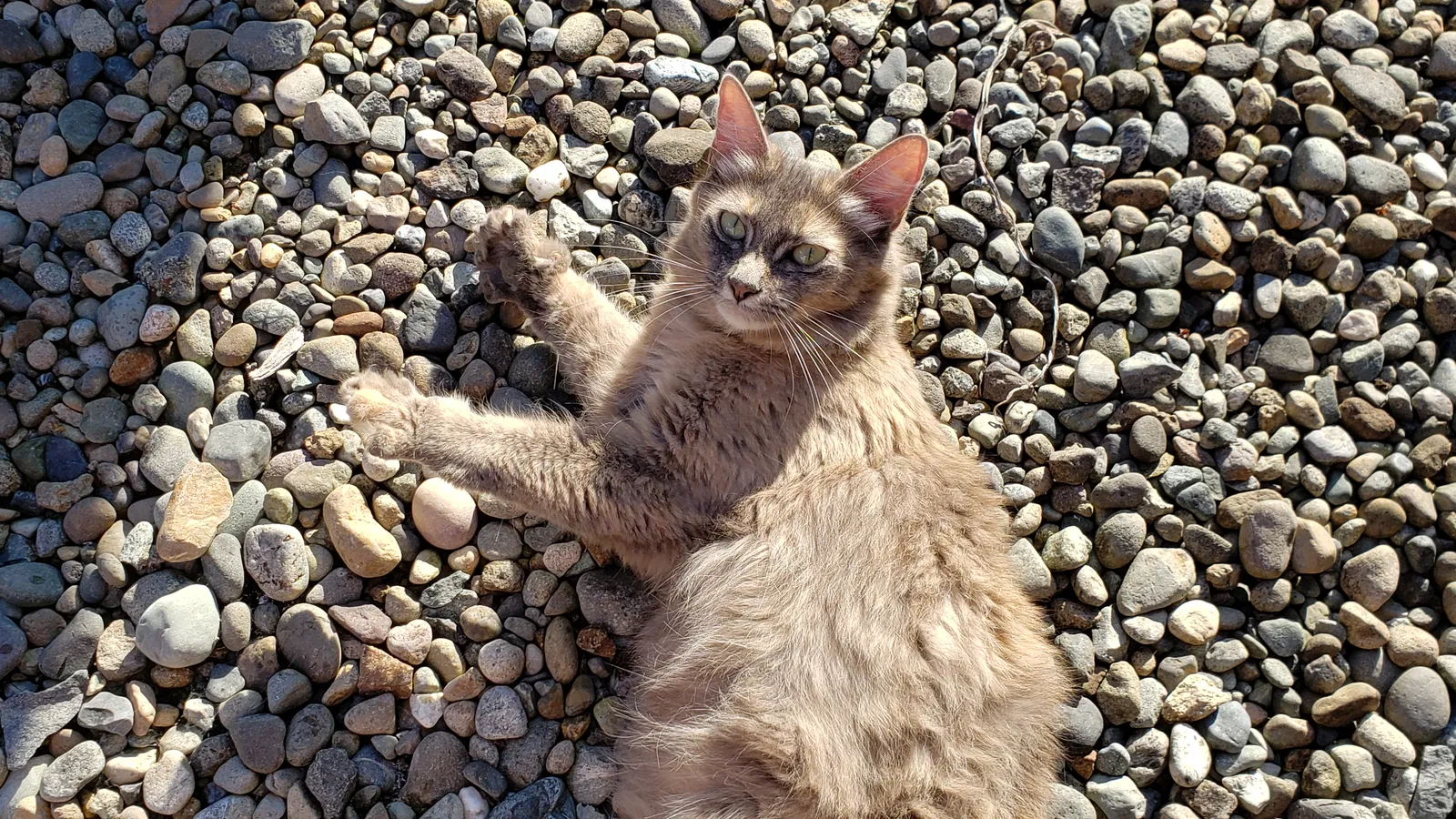 Found Cat