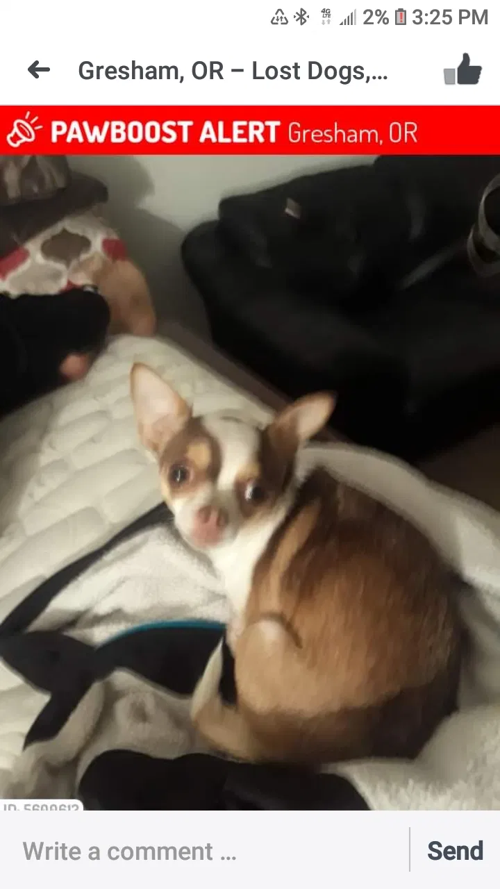 Lost dog in Gresham, OR, 97030