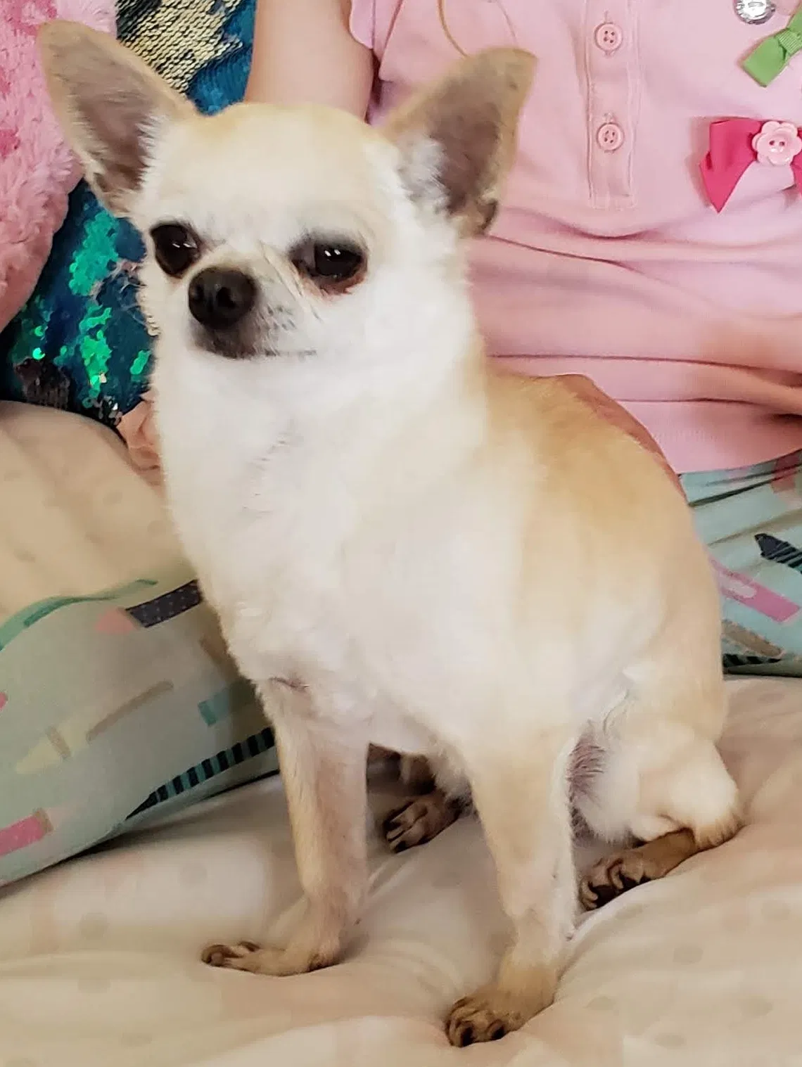Lost dog in Erie, CO, 80516