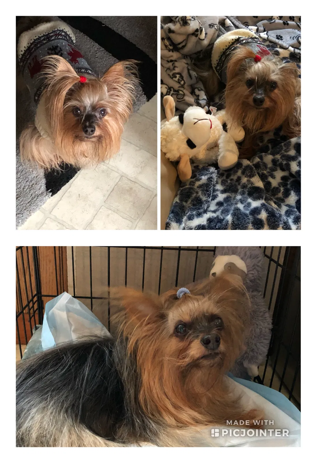 Lost dog in Miamitown, OH, 45041