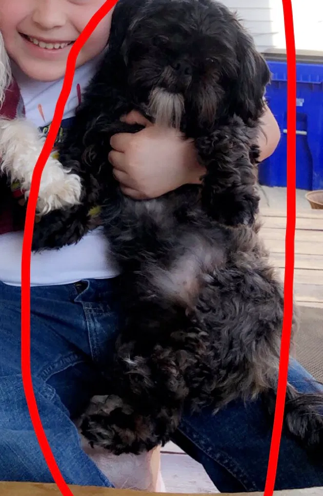 Lost dog in Detroit, MI, 48210