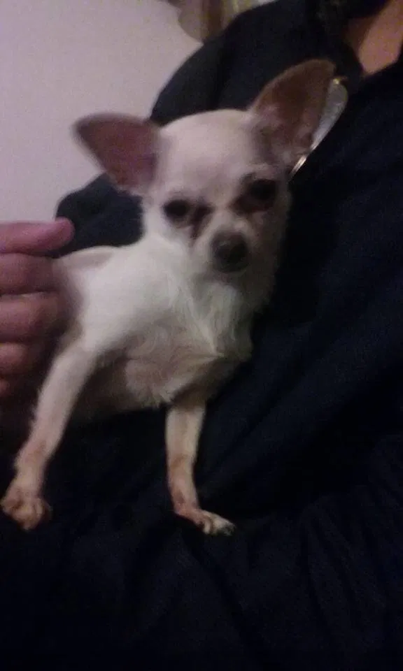 Lost dog in Erie, PA, 16503