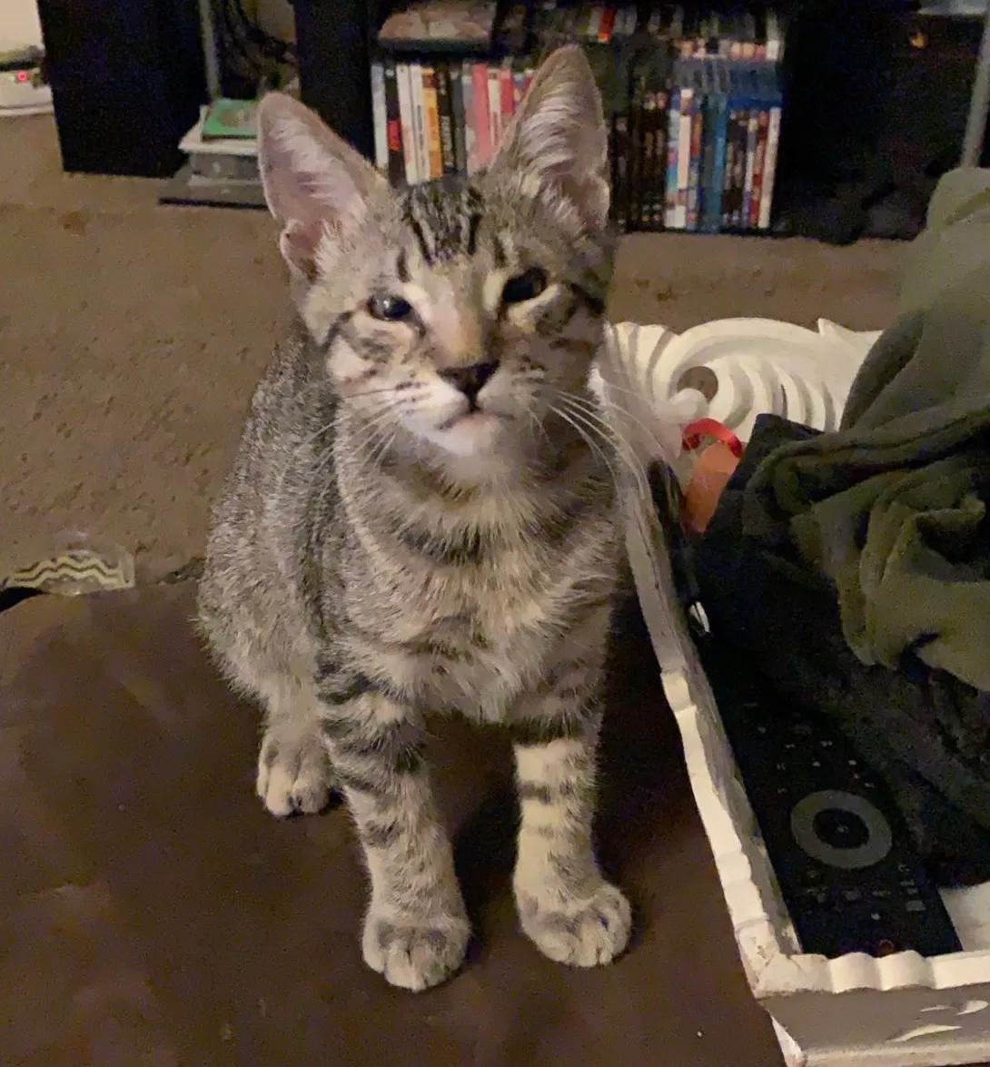 Lost cat in Phoenix, AZ, 85021