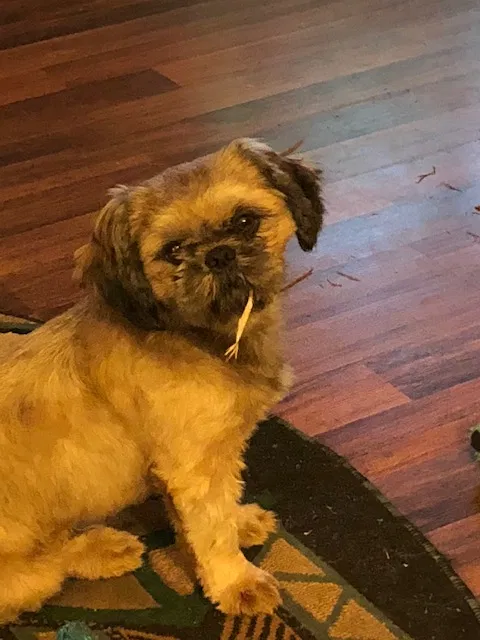 Lost dog in Due West, SC, 29639
