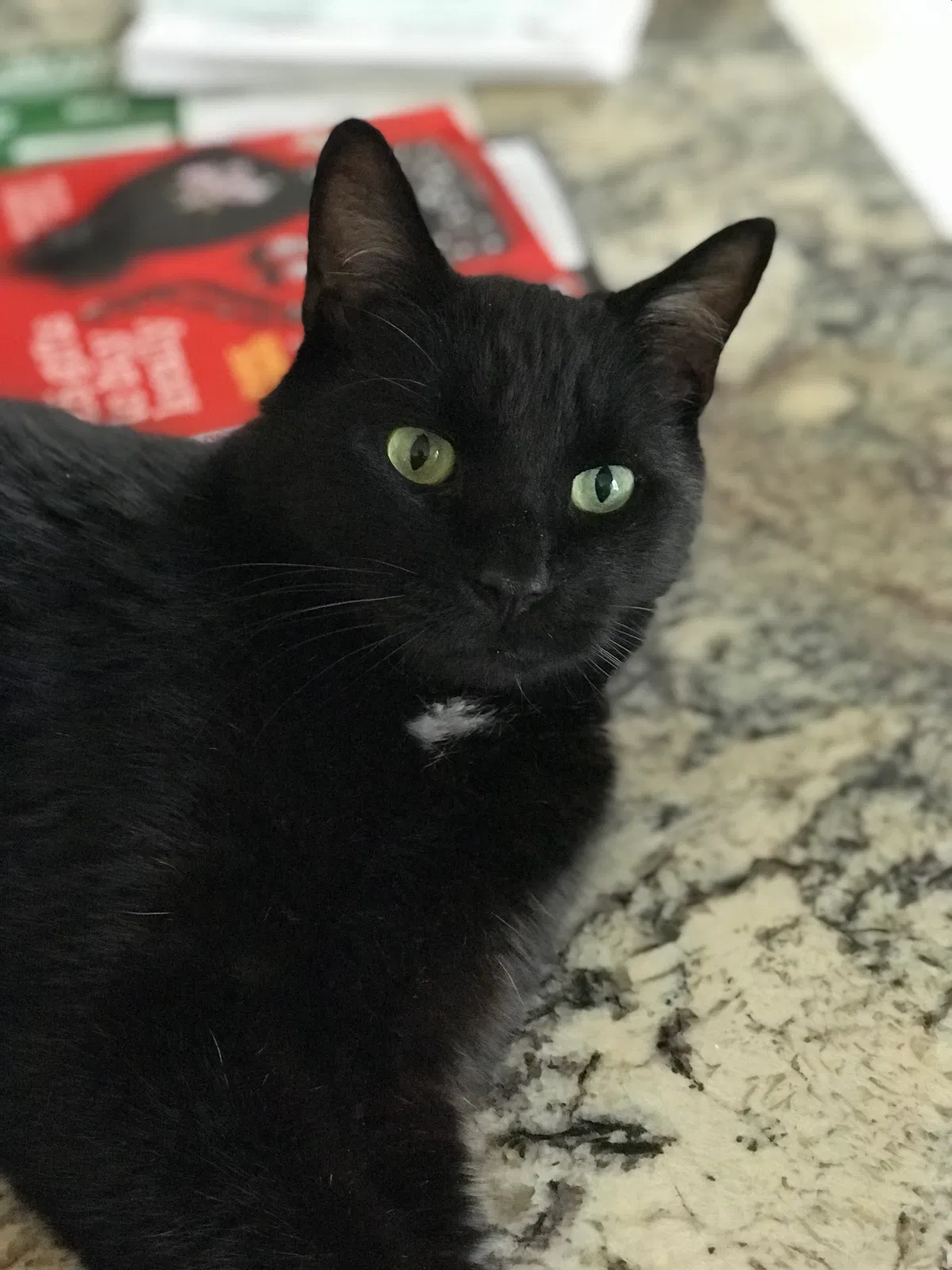 Lost cat in Lutherville Timonium, MD, 21093