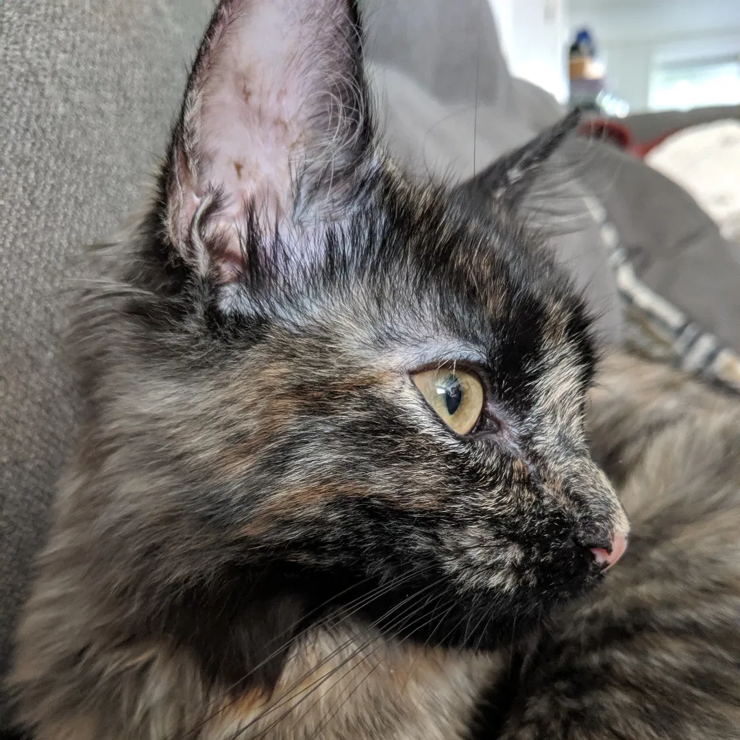 Lost cat in Altamonte Springs, FL, 32714