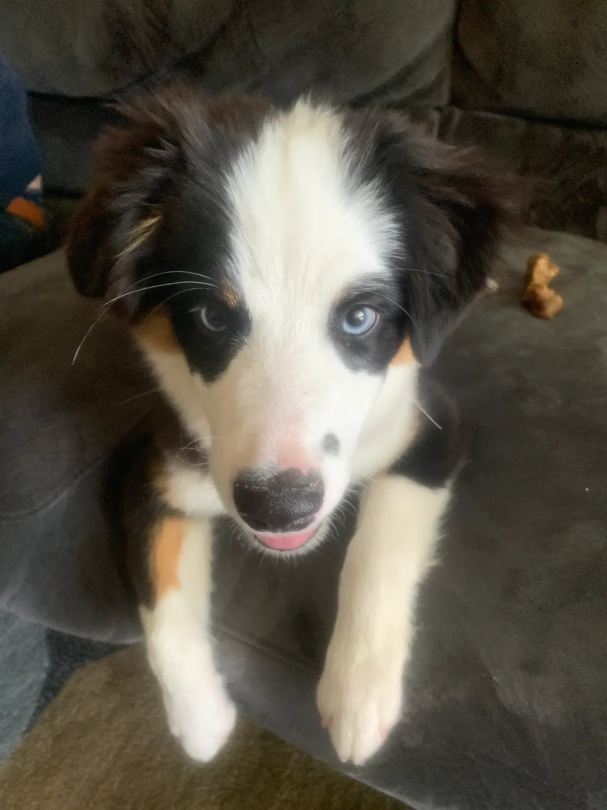 Lost dog in Cazadero, CA, 95421