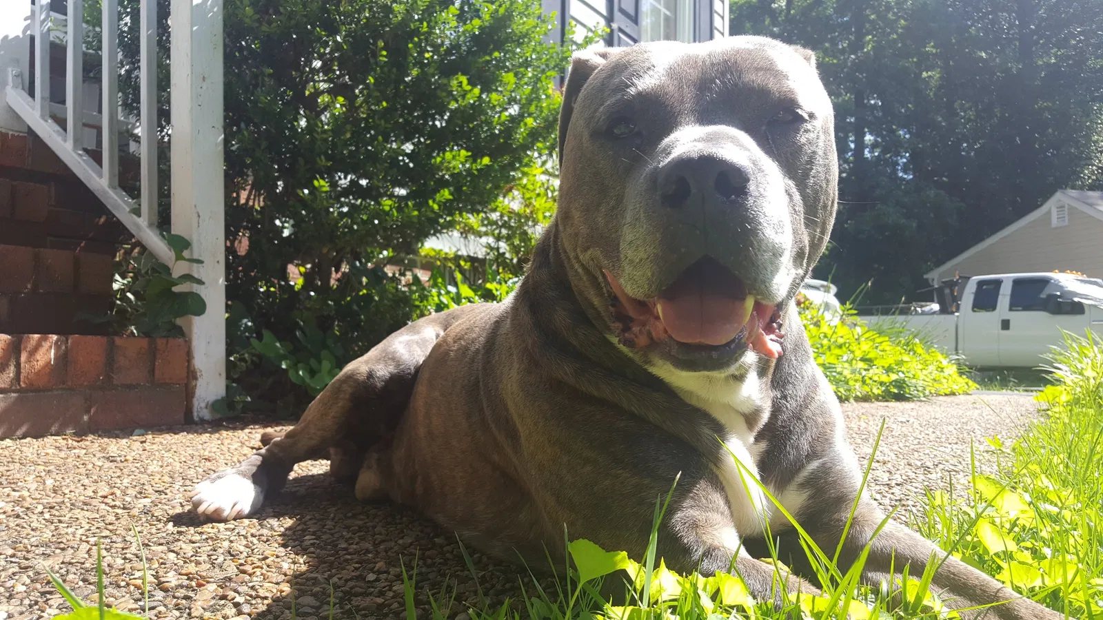 Lost dog in Richmond, VA, 23235