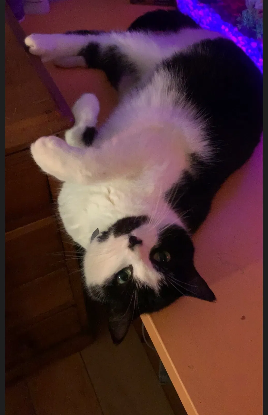 Lost cat in Blue Hill, ME, 4614