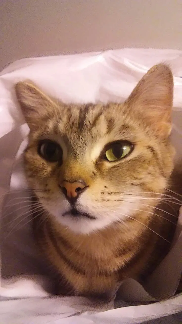 Lost cat in Franklin, NH, 3235