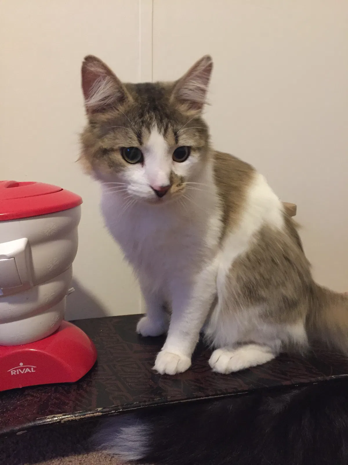 Lost cat in Florahome, FL, 32140