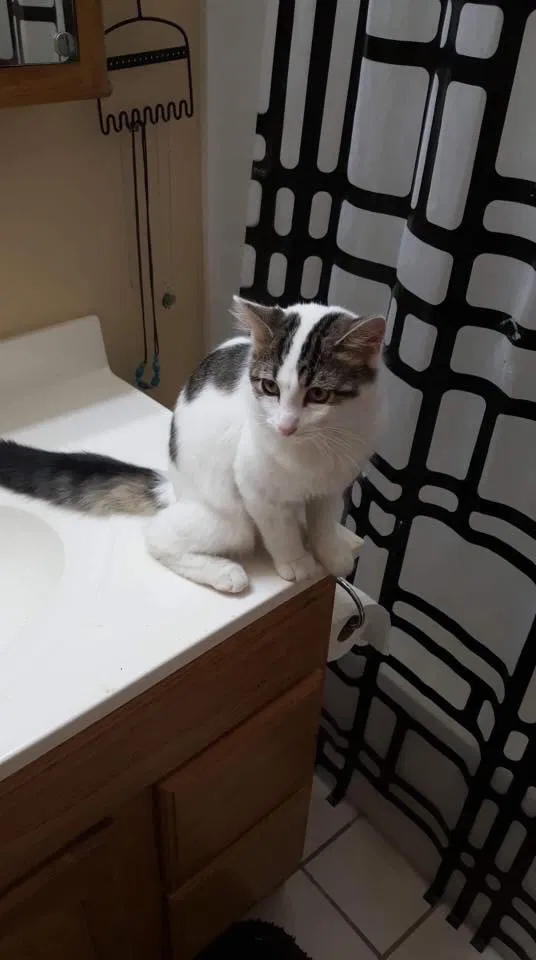 Lost cat in West Des Moines, IA, 50266