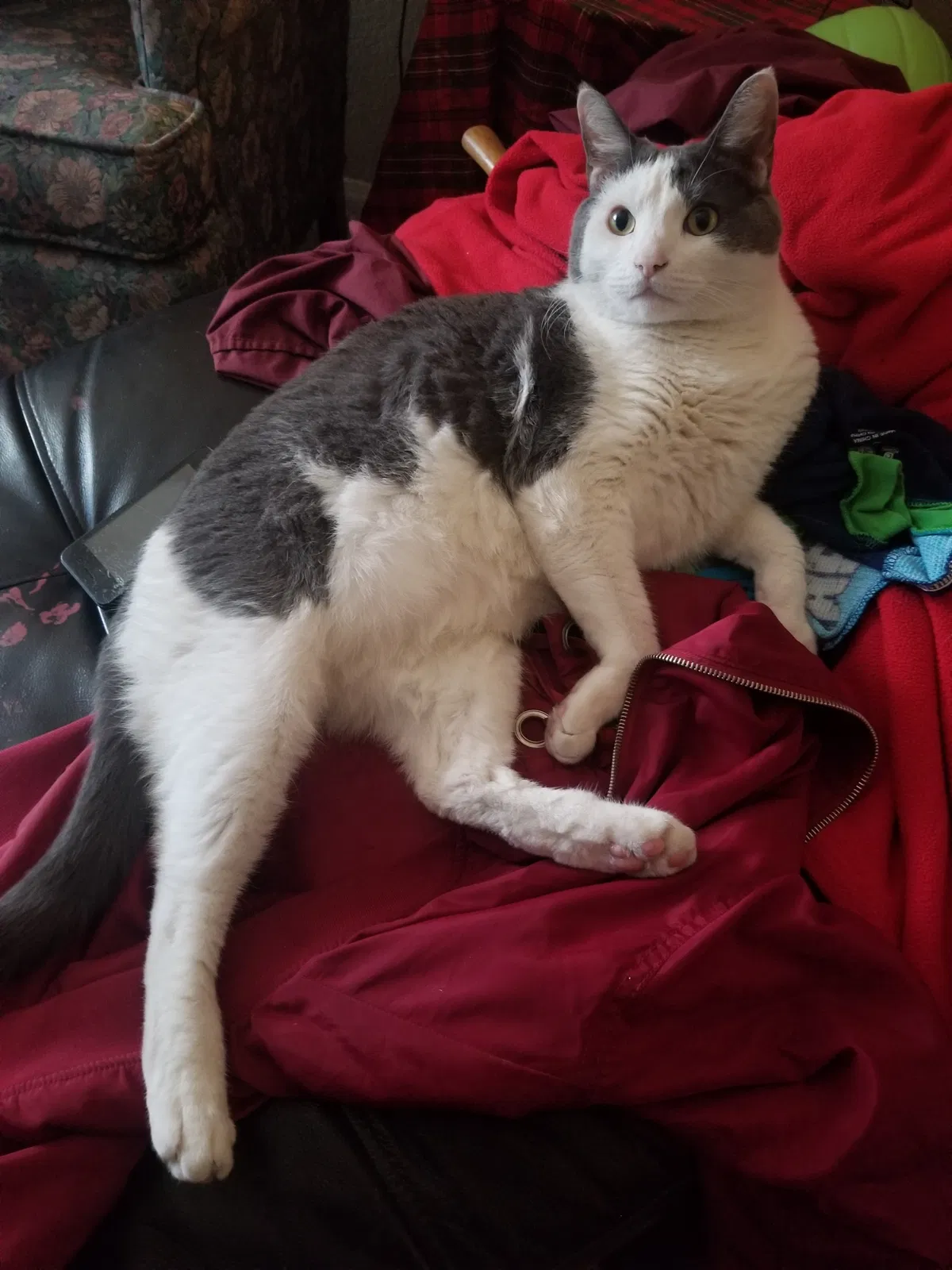 Lost cat in Mesa, AZ, 85208