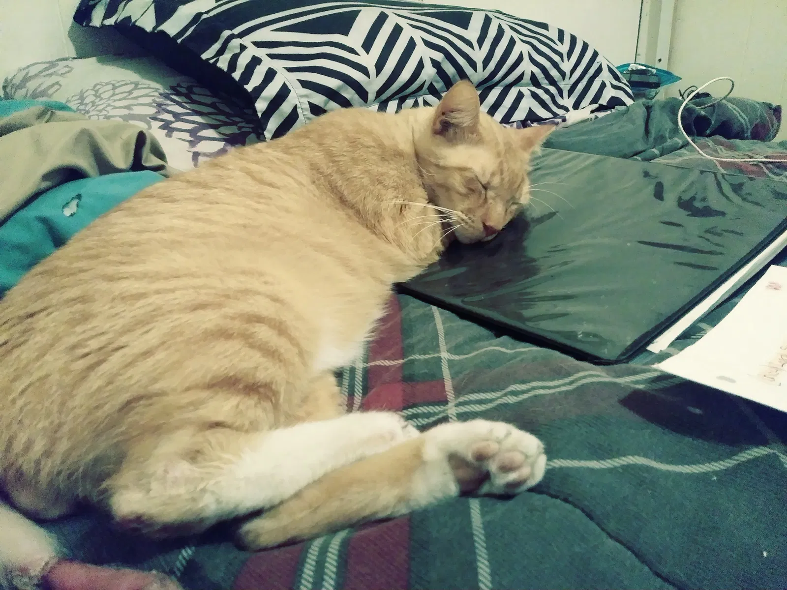 Lost cat in Fort Pierce, FL, 34981