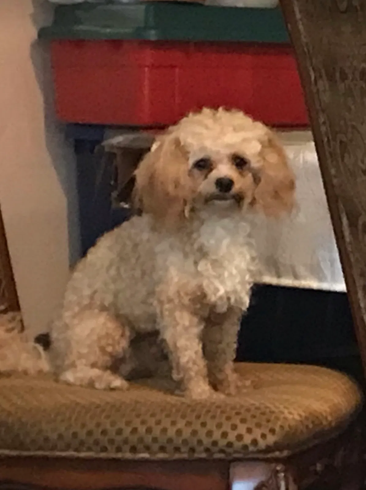 Lost dog in Stone Mountain, GA, 30087