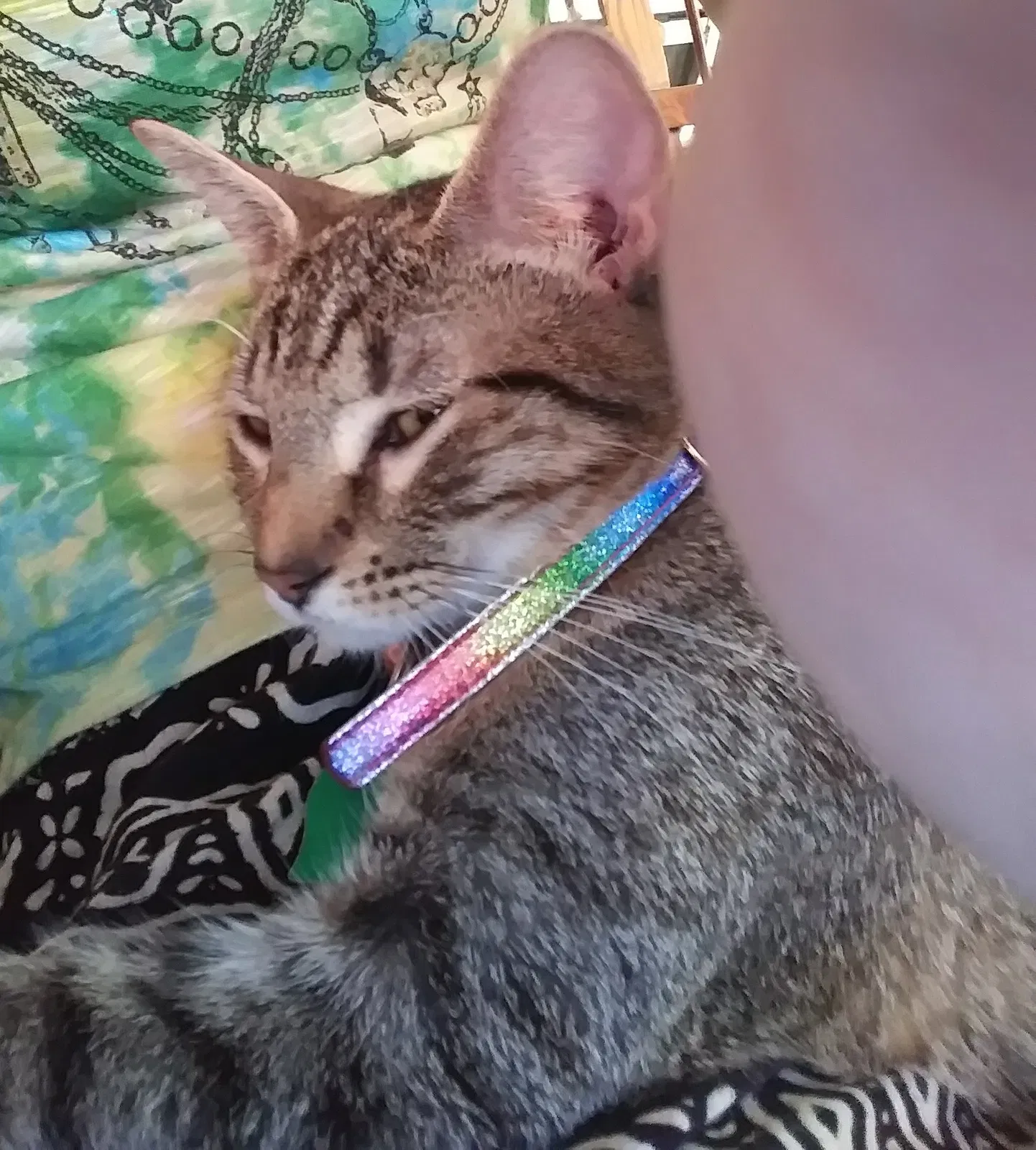 Lost cat in Lawrence, KS, 66046