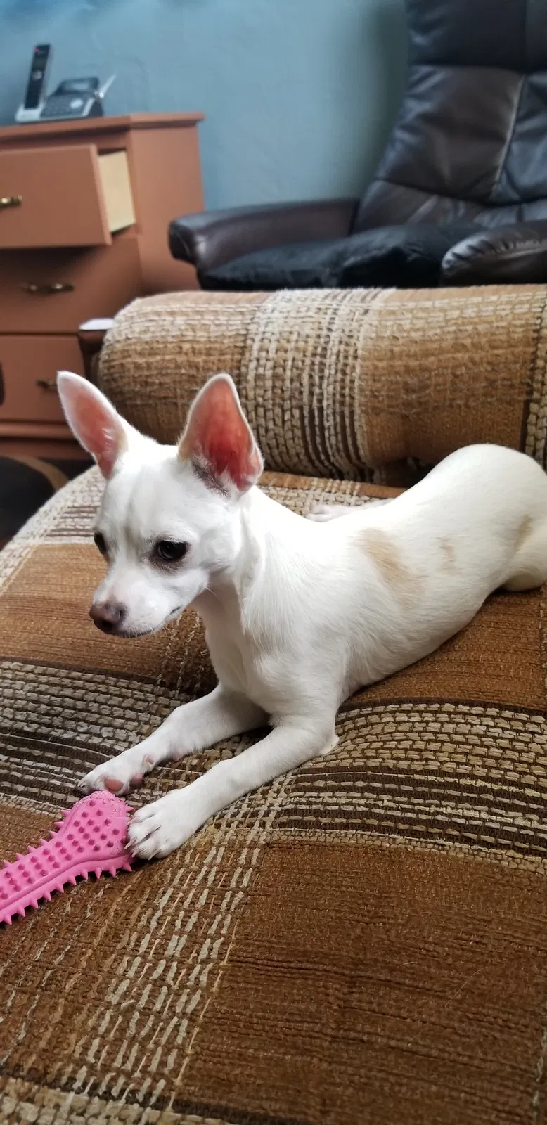 Lost dog in Albuquerque, NM, 87110