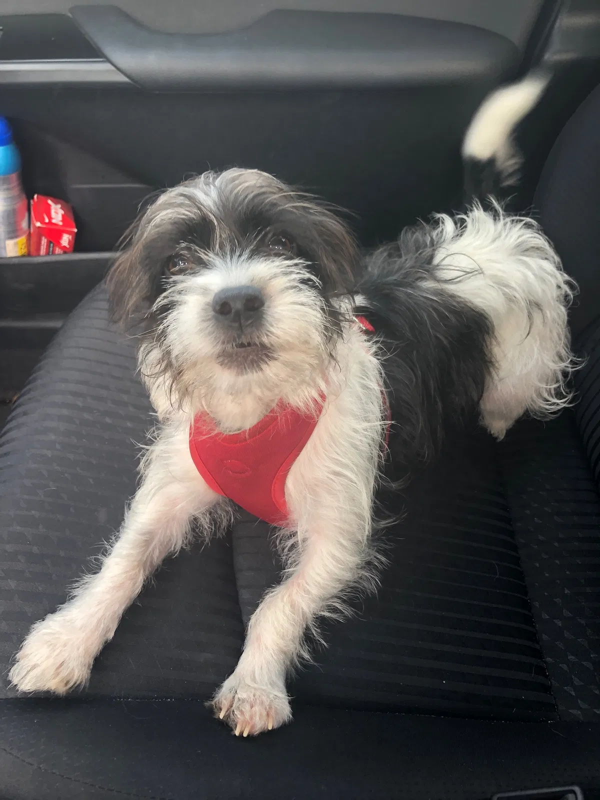 Lost dog in Carlsbad, CA, 92008