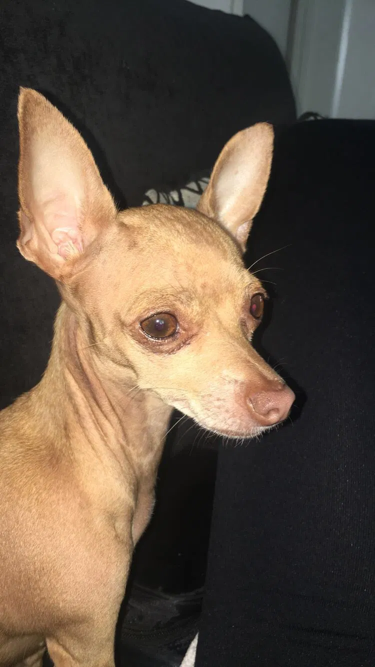 Lost dog in Garden Grove, CA, 92843