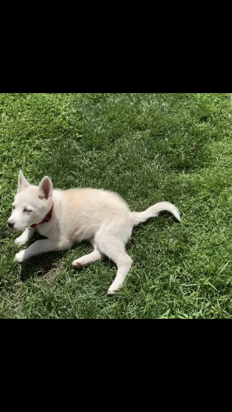 Lost dog in Detroit, MI, 48209