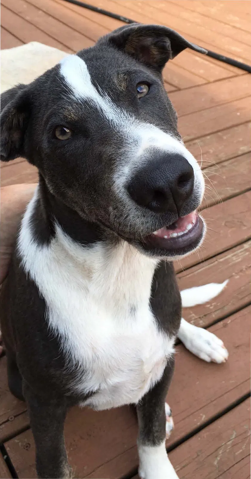 Lost dog in Simpsonville, SC, 29681