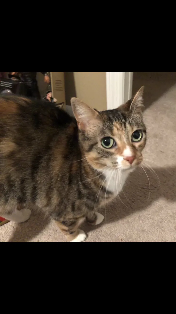 Lost cat in Hendersonville, TN, 37075