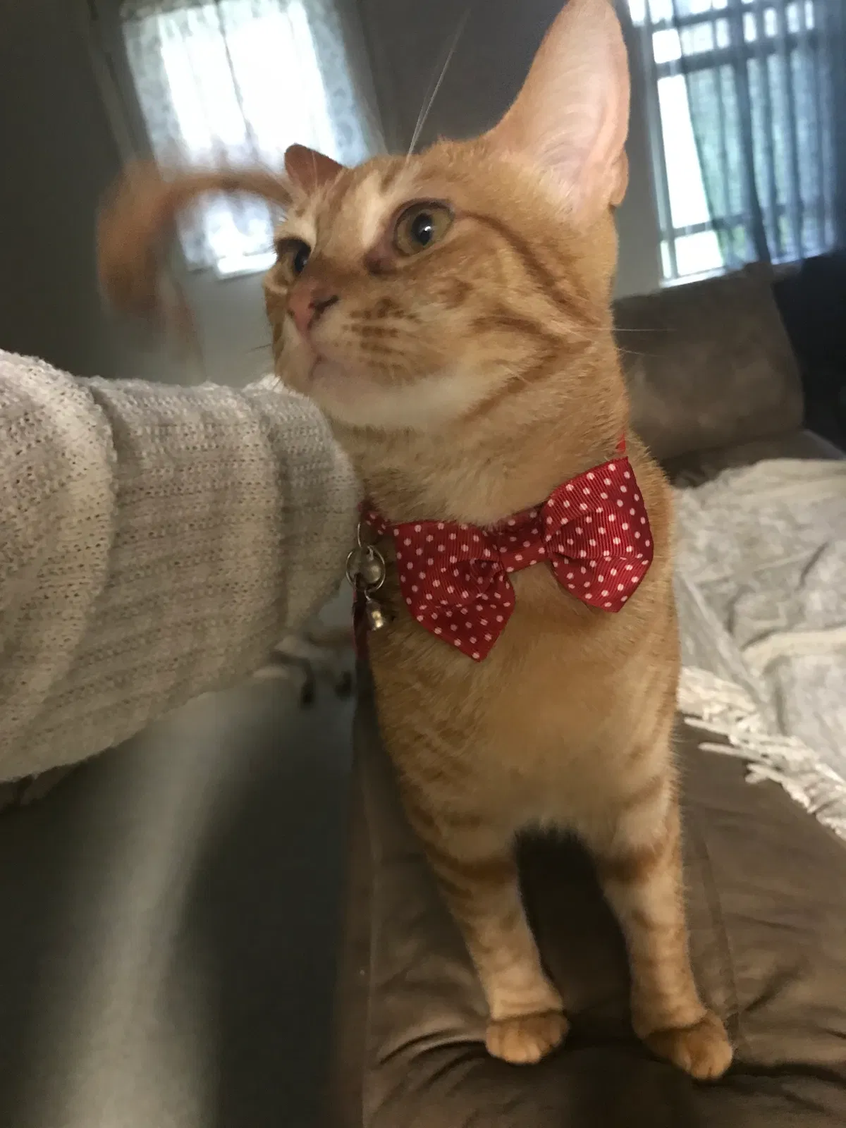 Lost cat in Fort Hood, TX, 76544