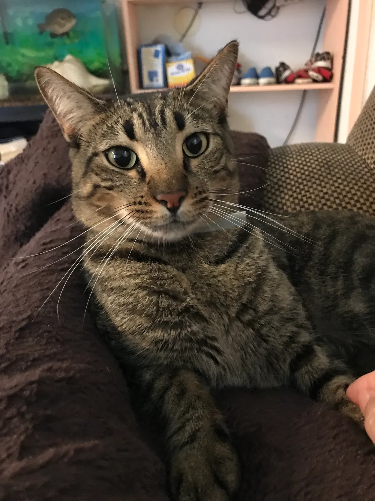 Lost cat in New Orleans, LA, 70131