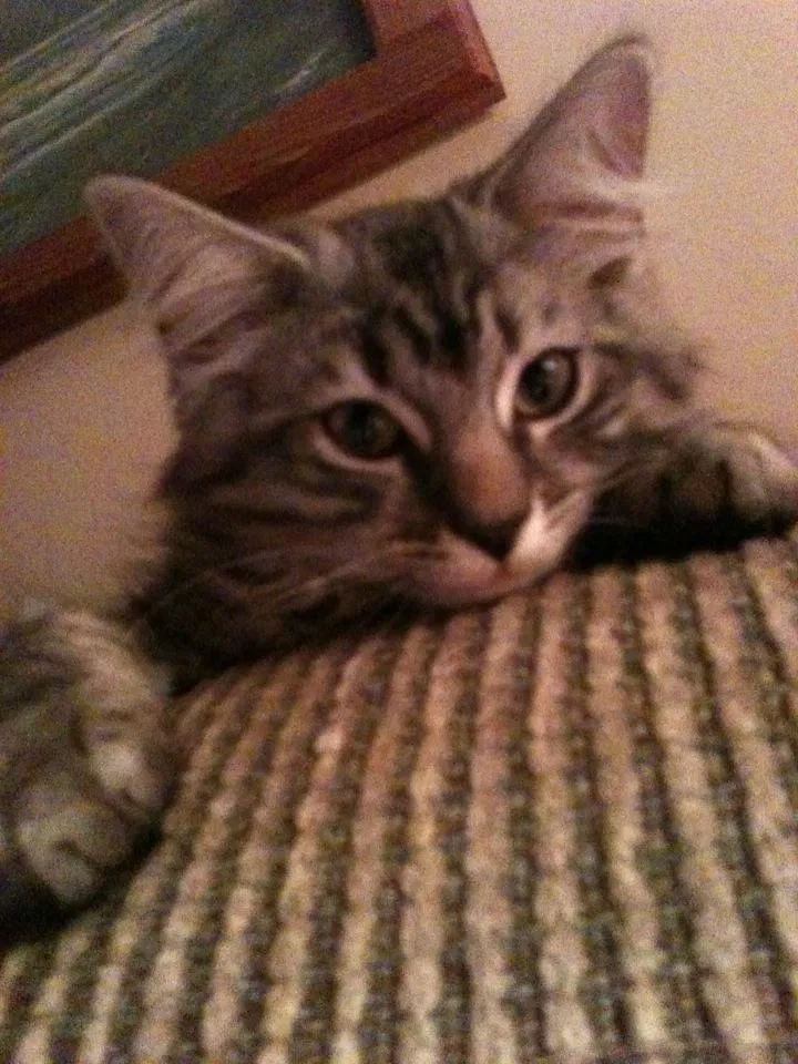 Lost cat in Sebastian, FL, 32958
