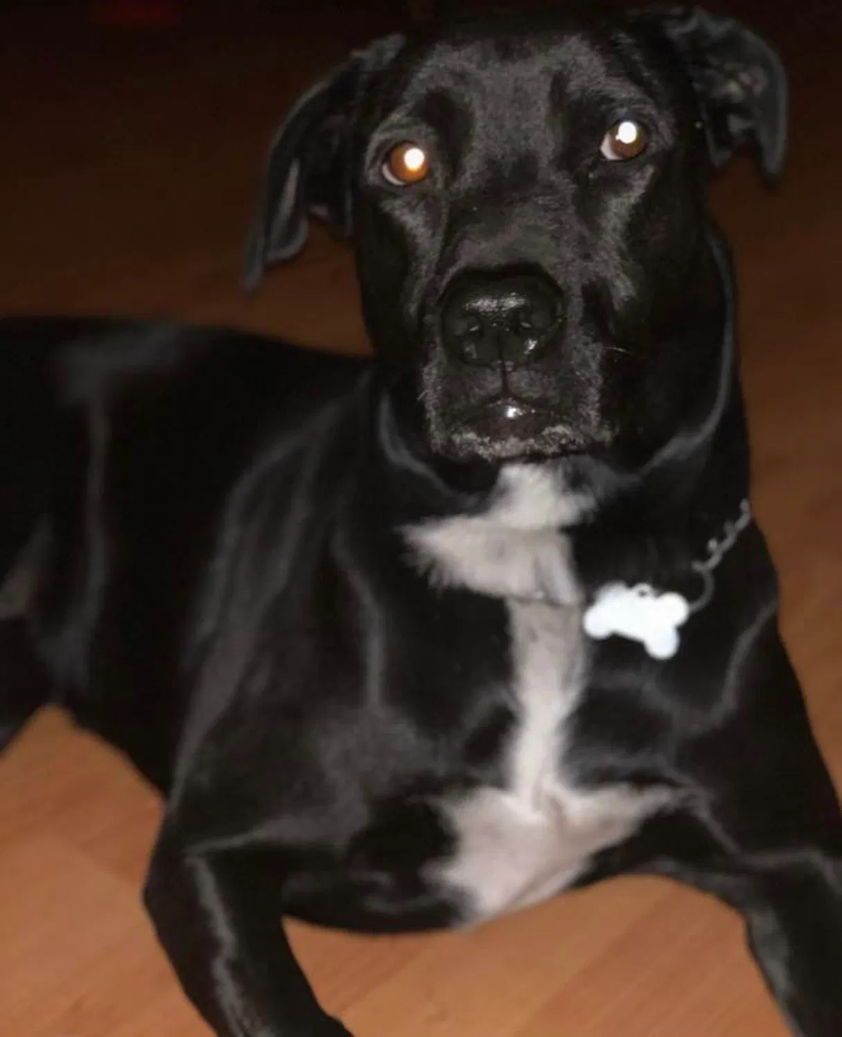 Lost dog in Lake Wales, FL, 33859