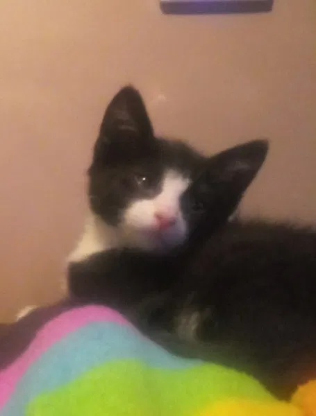 Lost cat in Colorado Springs, CO, 80909