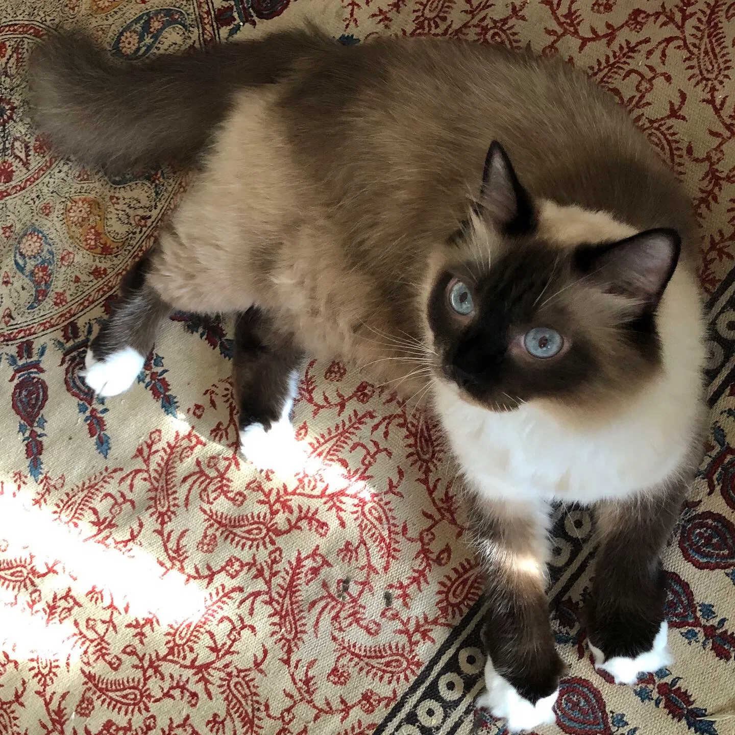 Lost cat in Birmingham, AL, 35210