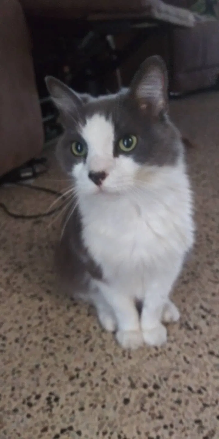 Lost cat in Clearwater, FL, 33756