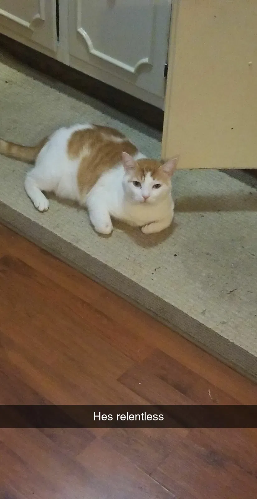 Lost cat in Acworth, GA, 30102