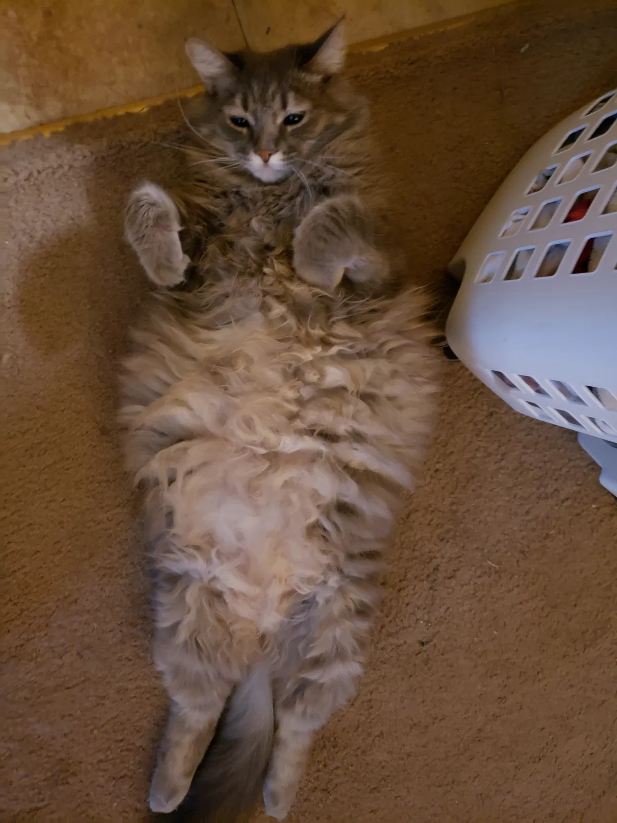 Lost cat in Riverside, CA, 92503