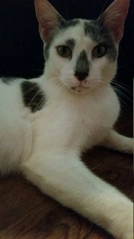 Lost cat in Thomaston, GA, 30286