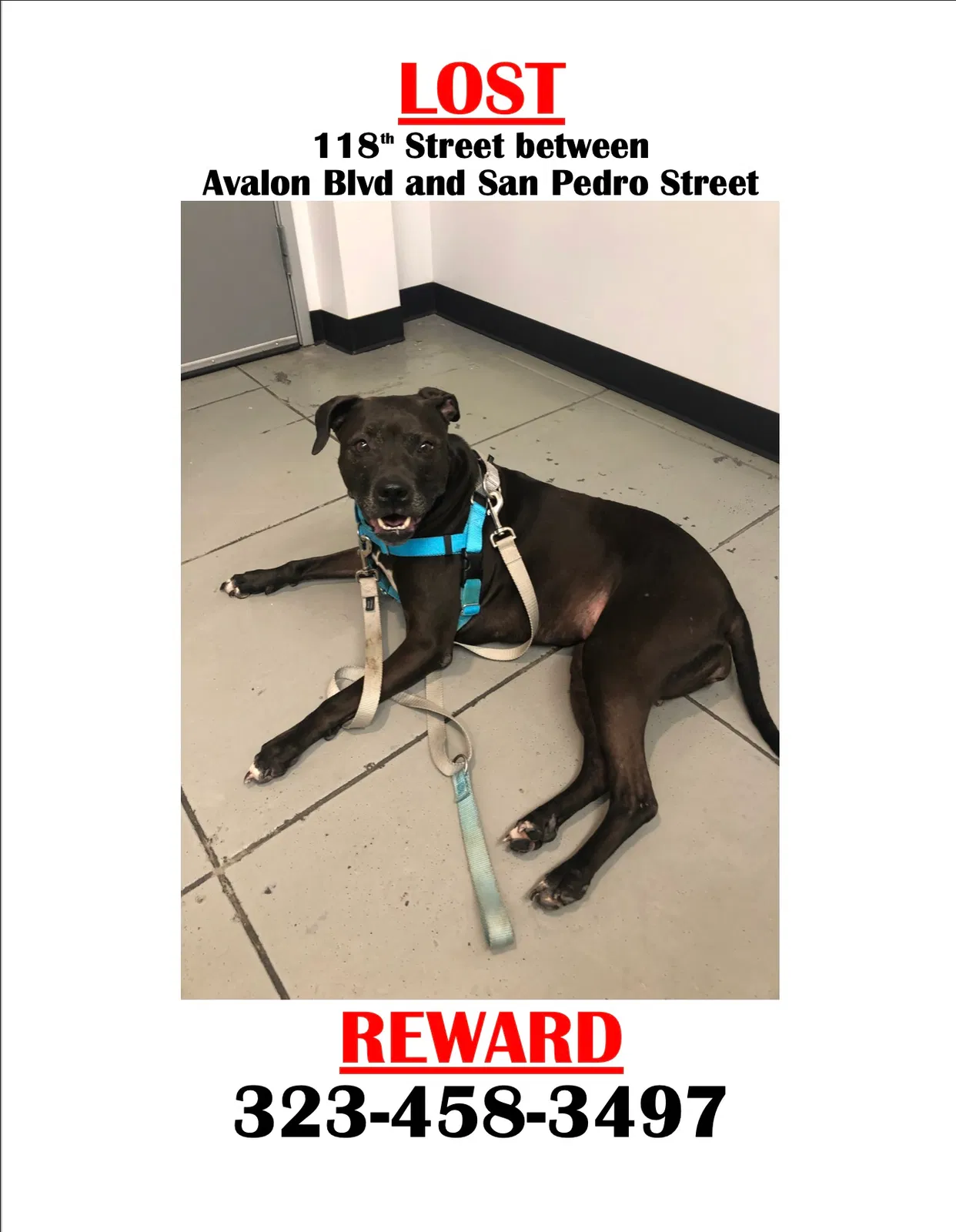 Lost dog in Los Angeles, CA, 90061