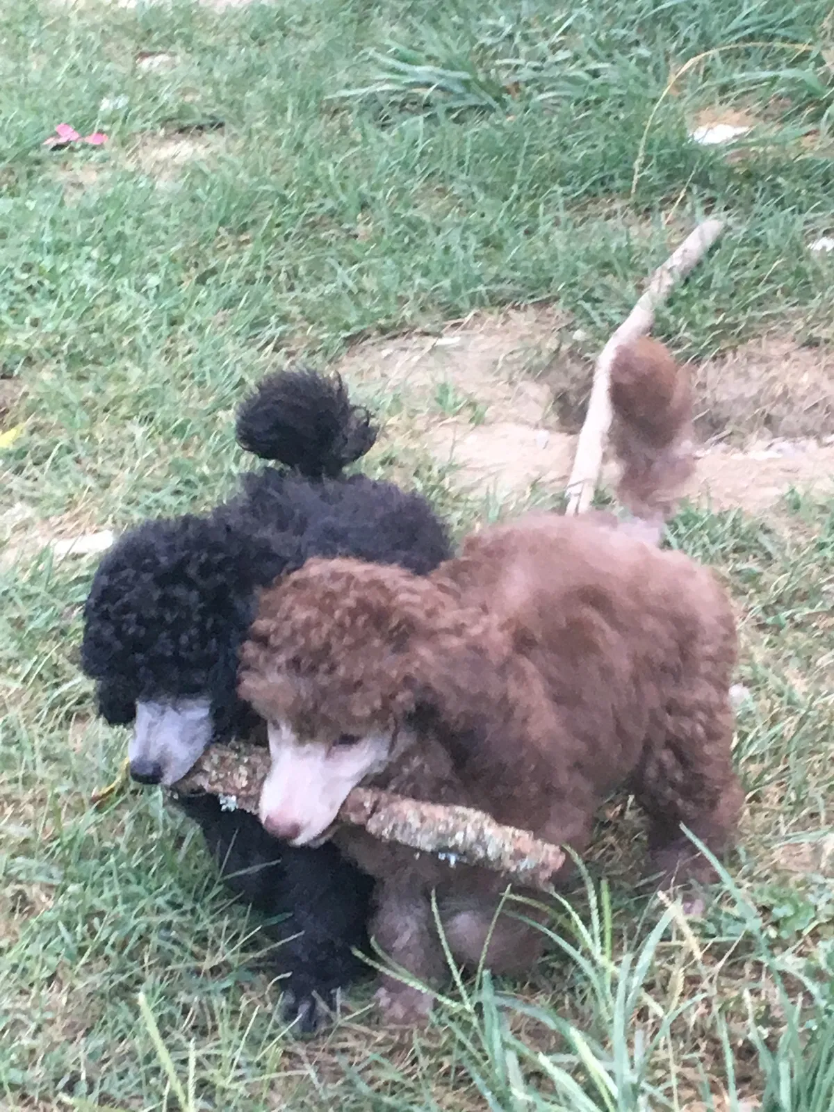Lost dog in Bristol, VA, 24201