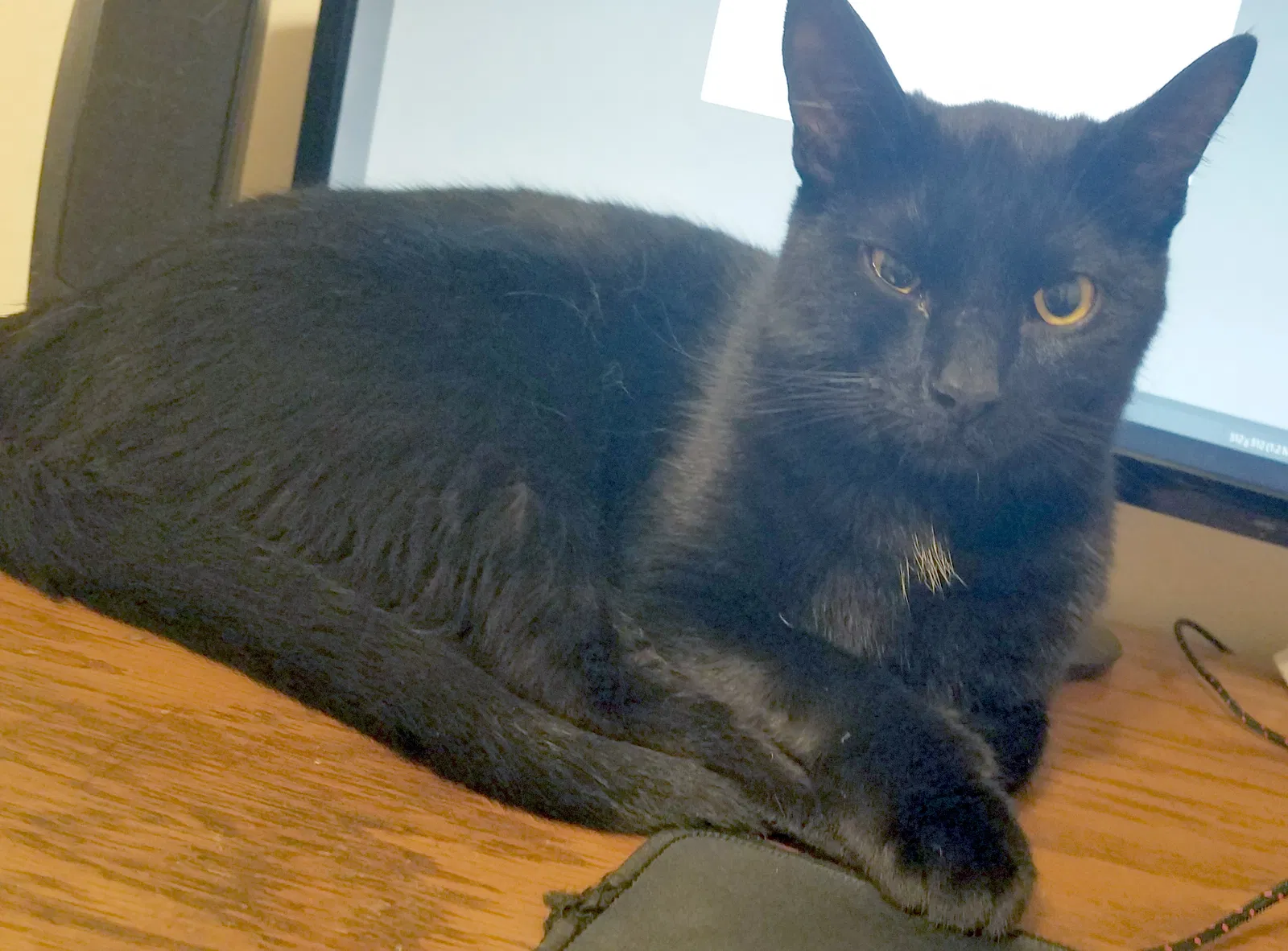 Lost cat in Nineveh, IN, 46164