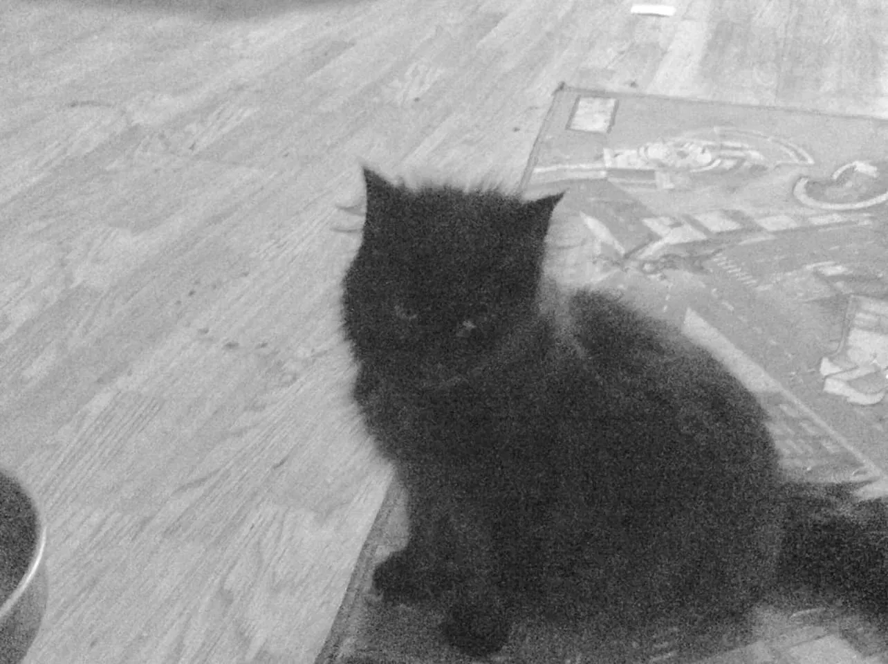 Lost cat in Harvard, IL, 60033