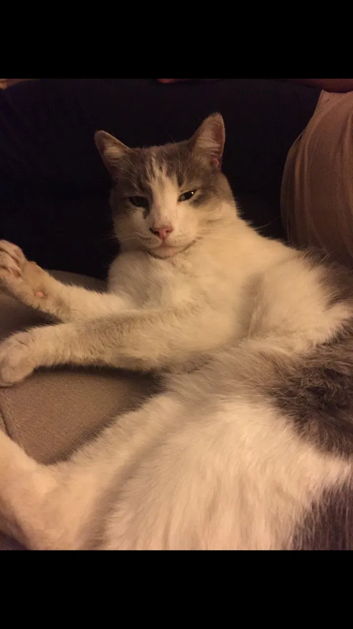 Lost cat in Redwood City, CA, 94061