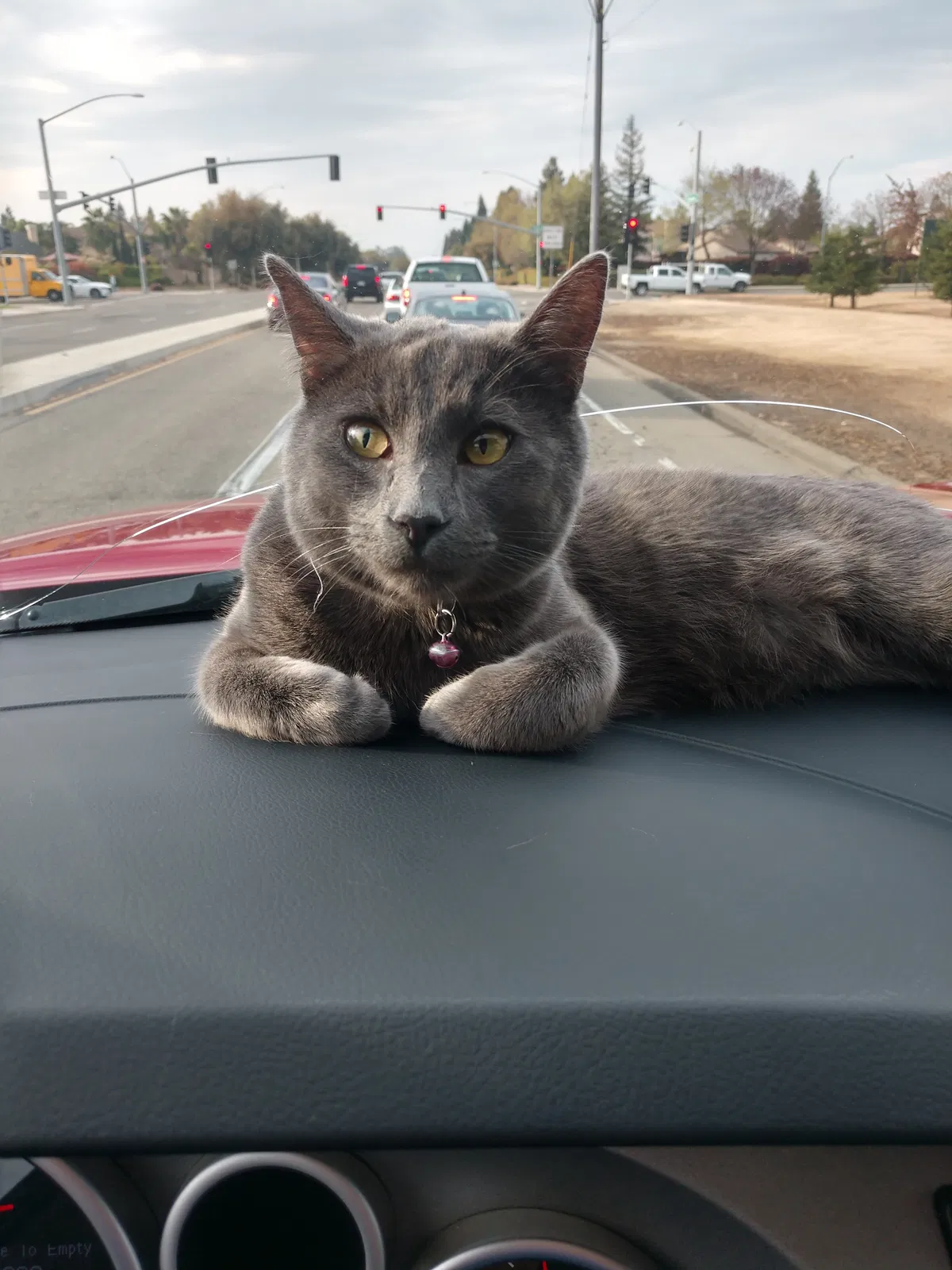 Lost cat in Fresno, CA, 93730