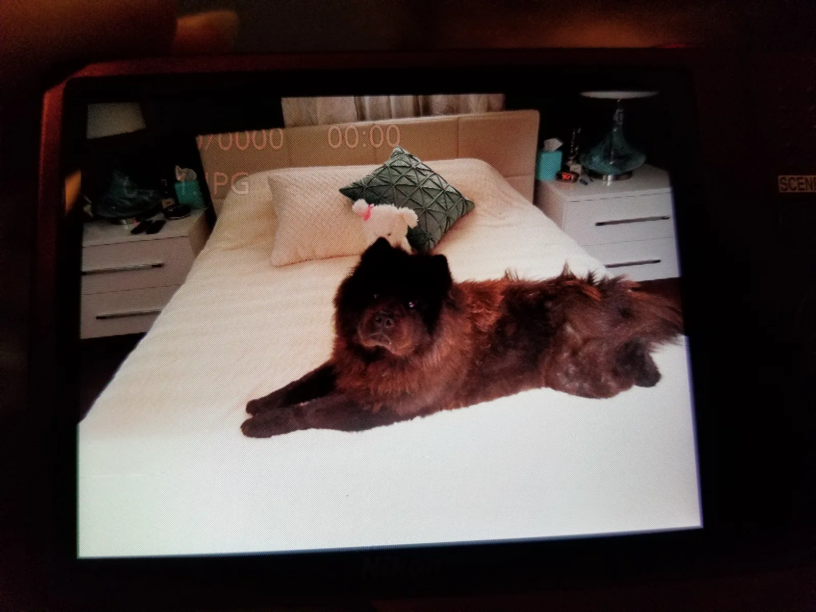 Lost dog in Marion, OH, 43302