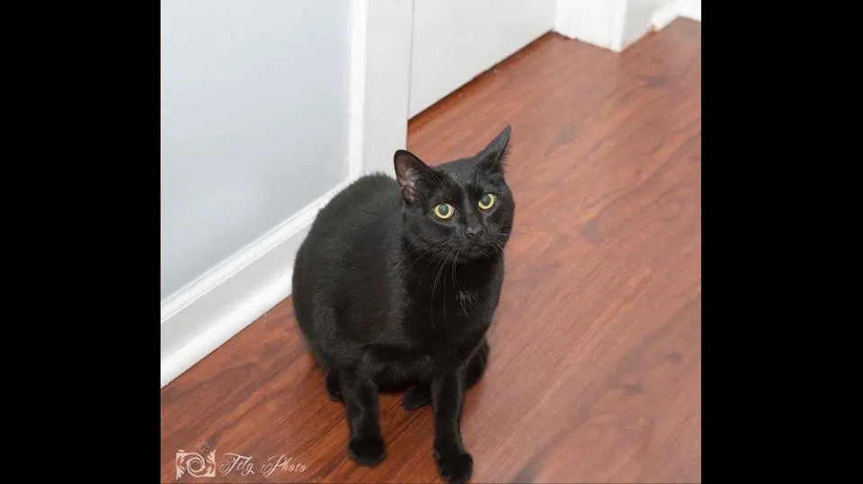 Lost cat in Rockford, IL, 61104
