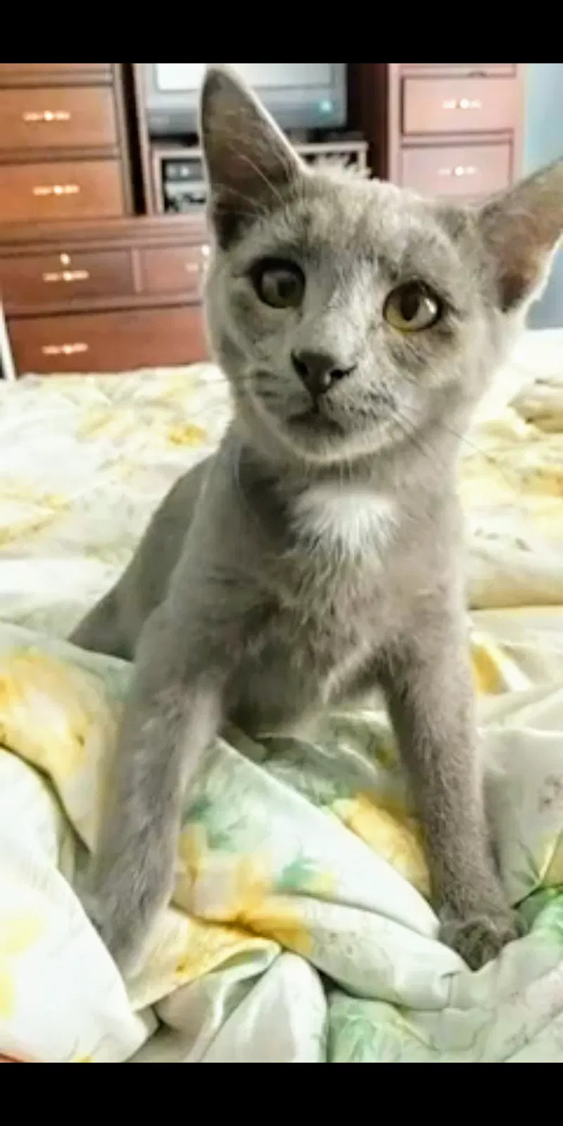 Lost cat in Gambier, OH, 43022