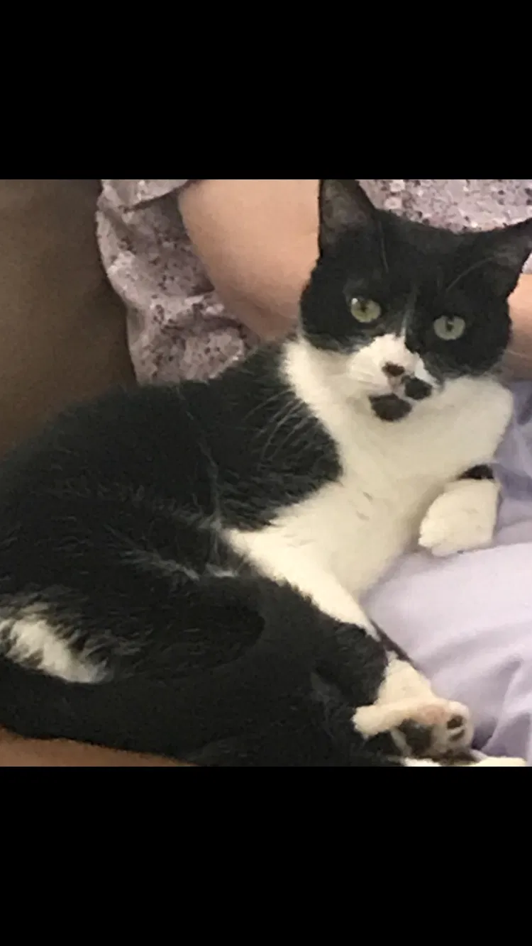 Lost cat in Glendale, AZ, 85308