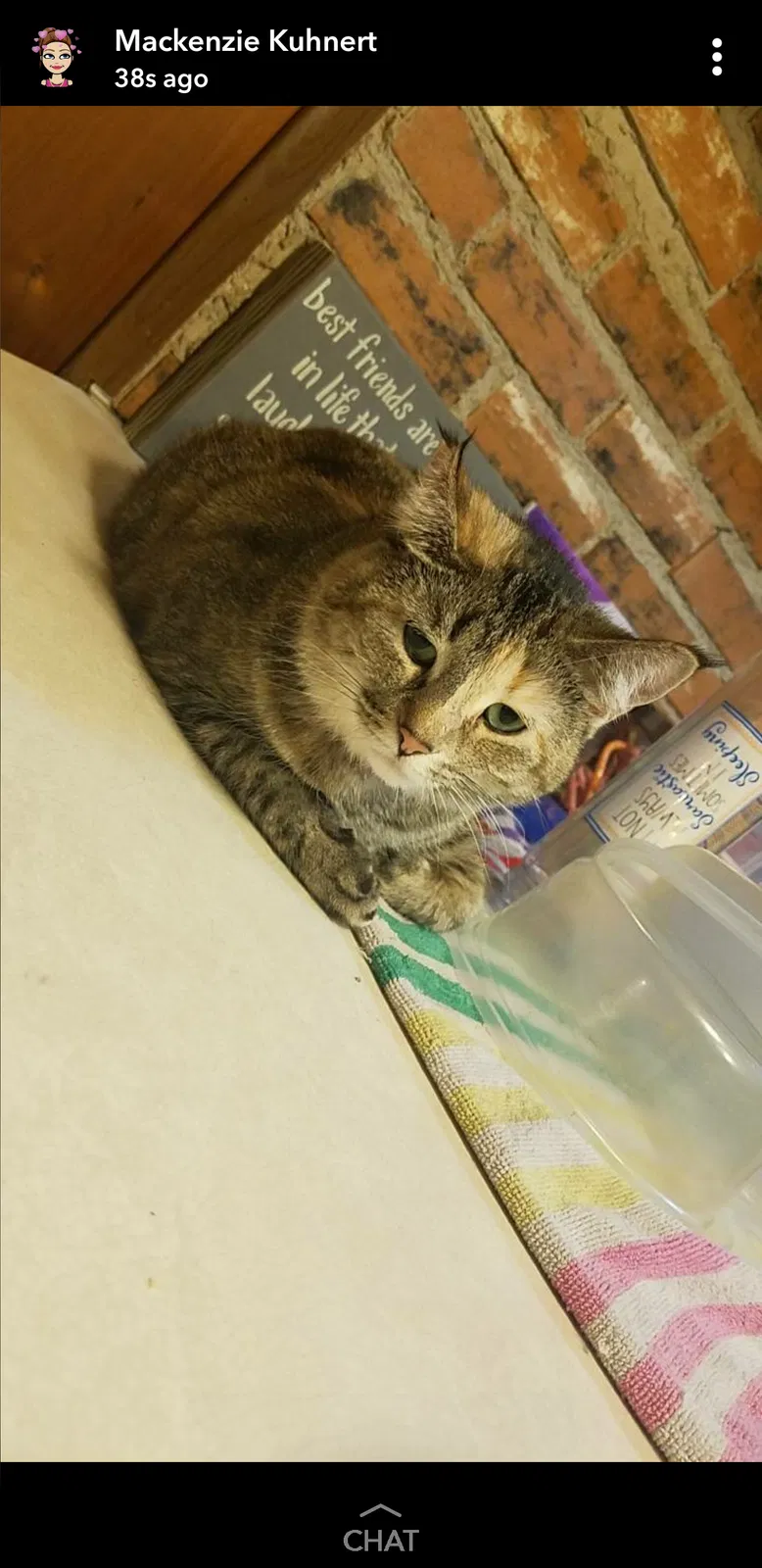 Lost cat in Mosinee, WI, 54455