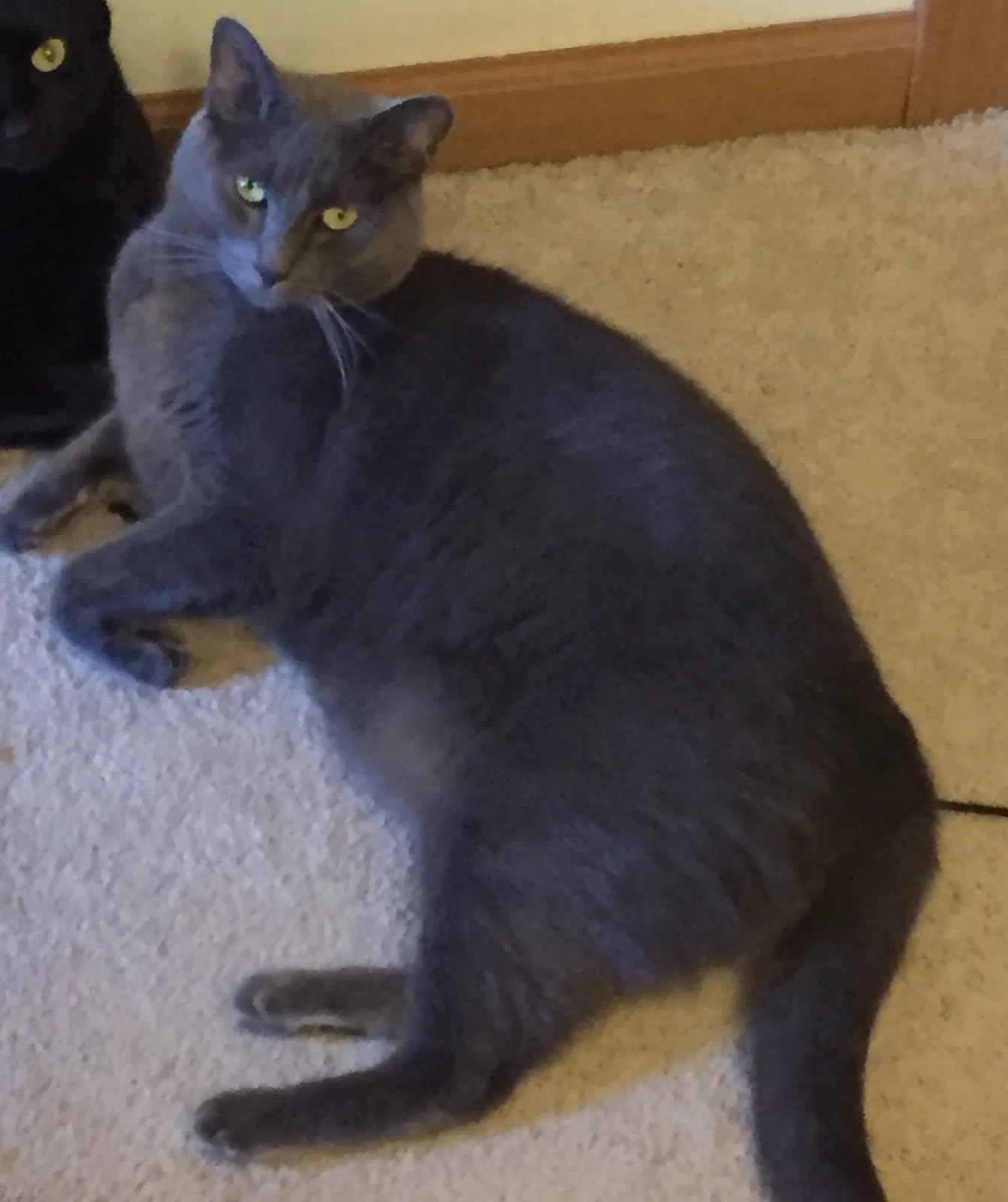 Lost cat in Columbus, OH, 43230